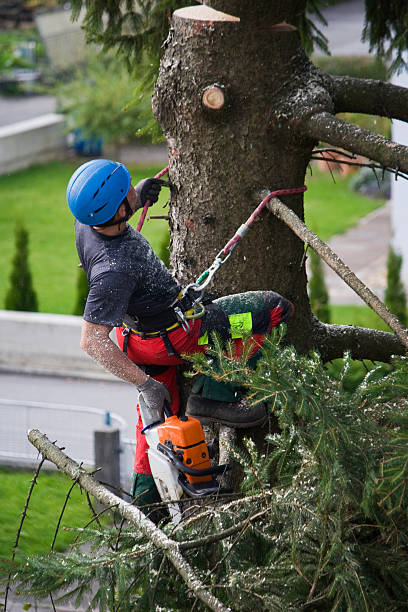 Professional Tree Removal in Livingston, CA